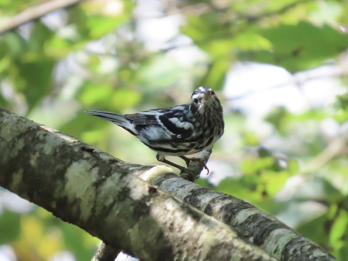 Paruline noir et blanc - ML641516295