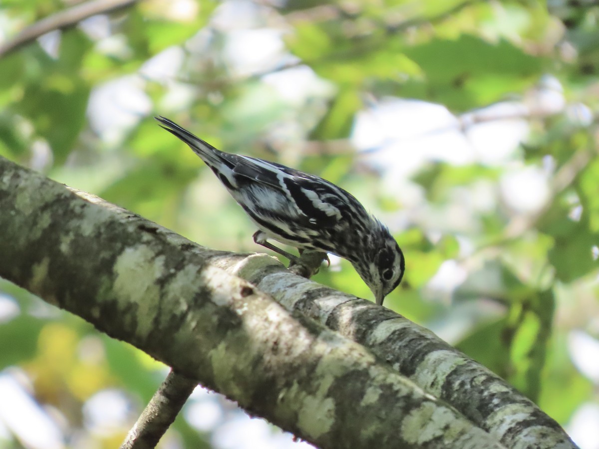 Paruline noir et blanc - ML641516296