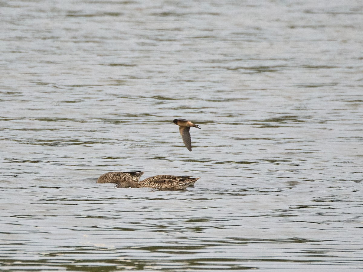 Ластівка сільська (підвид erythrogaster) - ML641516307