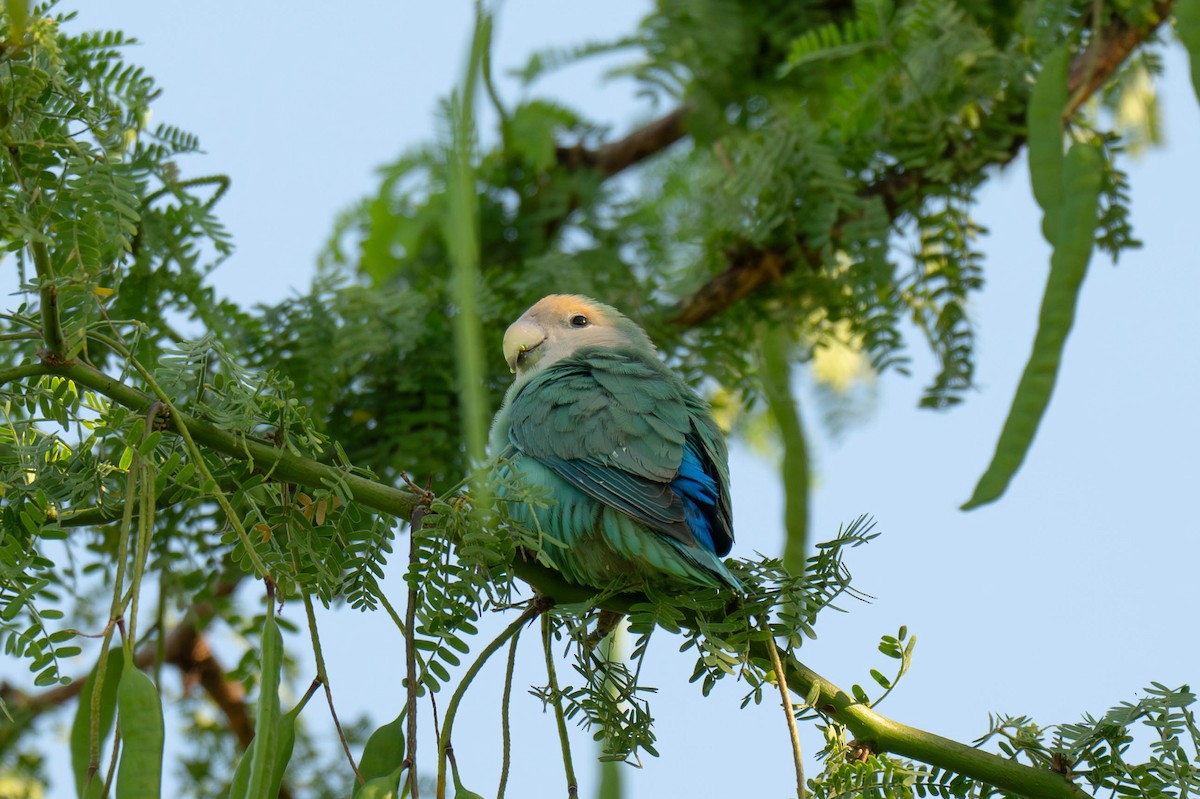 Rosy-faced Lovebird - ML641516326