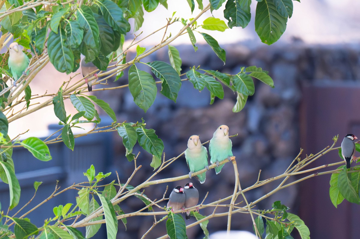Rosy-faced Lovebird - ML641516327