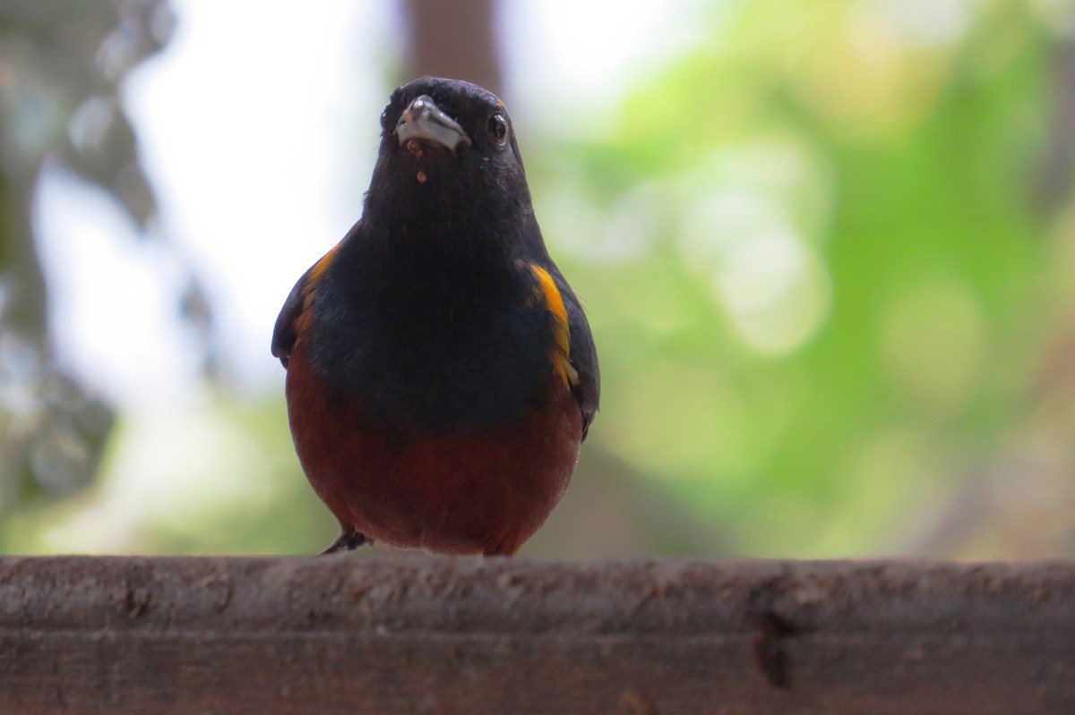Chestnut-bellied Euphonia - ML641516344