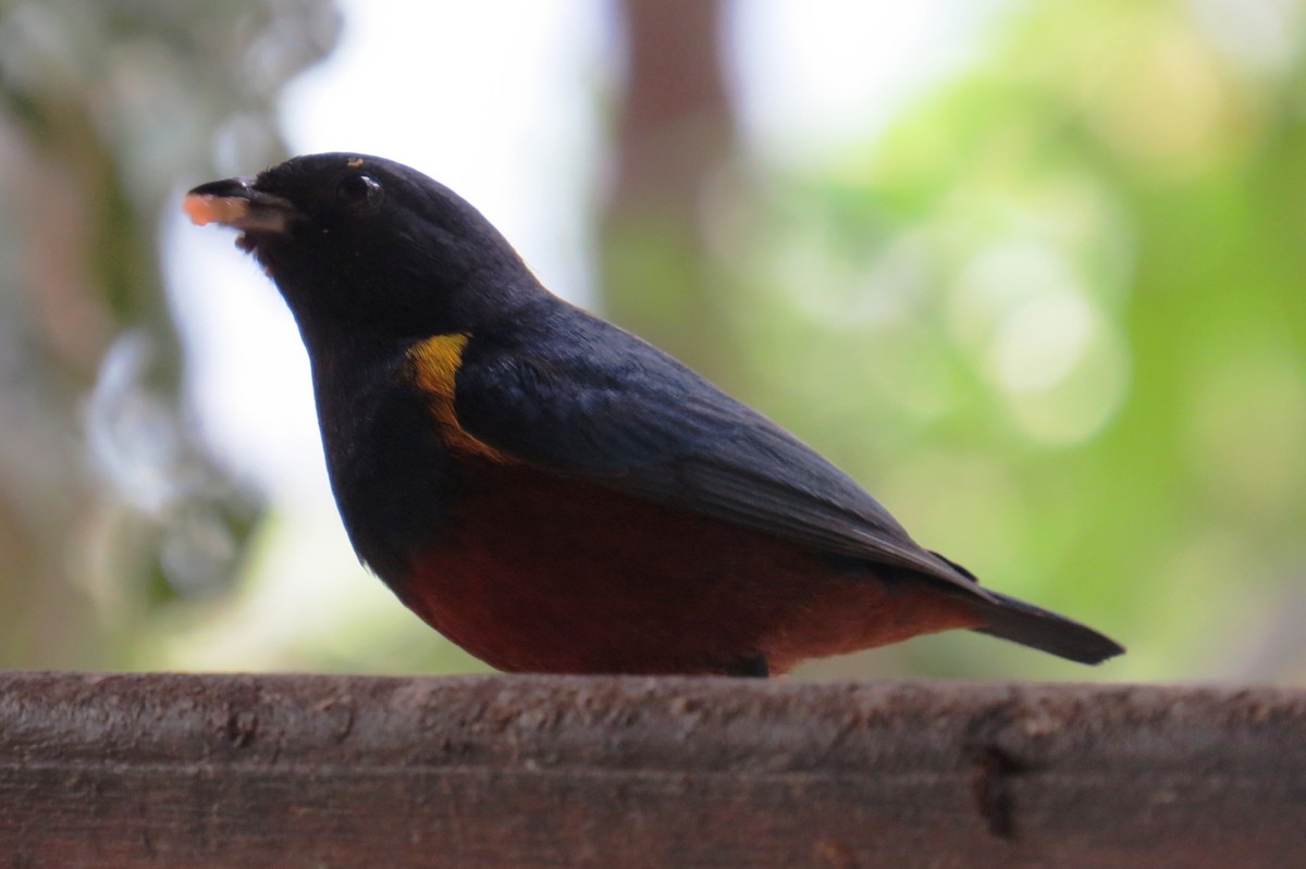 Chestnut-bellied Euphonia - ML641516345