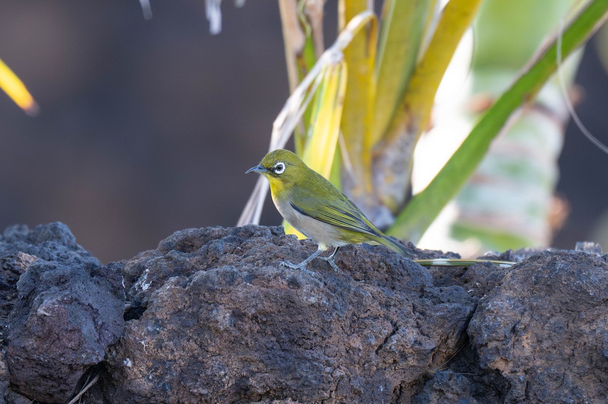 Warbling White-eye - ML641516355