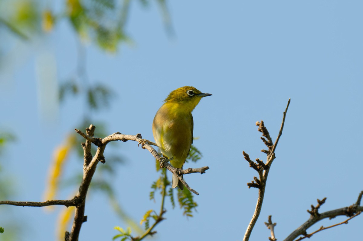 Warbling White-eye - ML641516356
