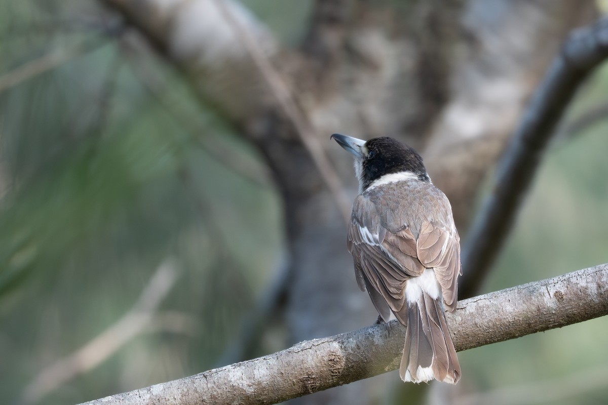 Gray Butcherbird - ML641516380