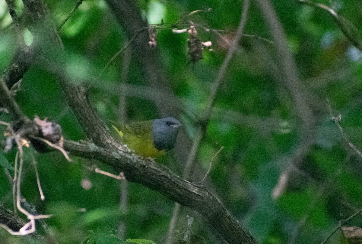 Mourning Warbler - ML641516396