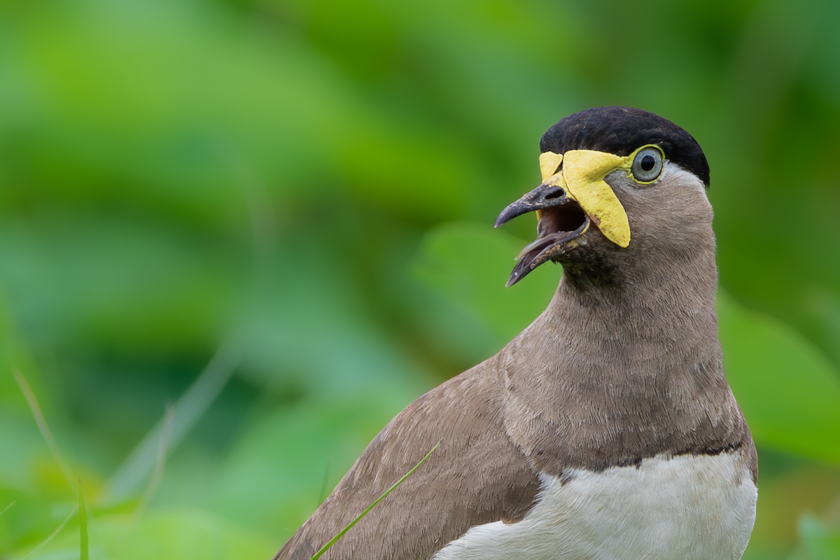Yellow-wattled Lapwing - ML641516399