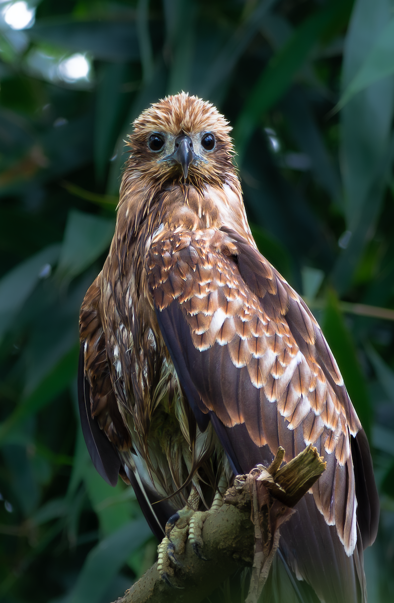 Brahminy Kite - ML641516437
