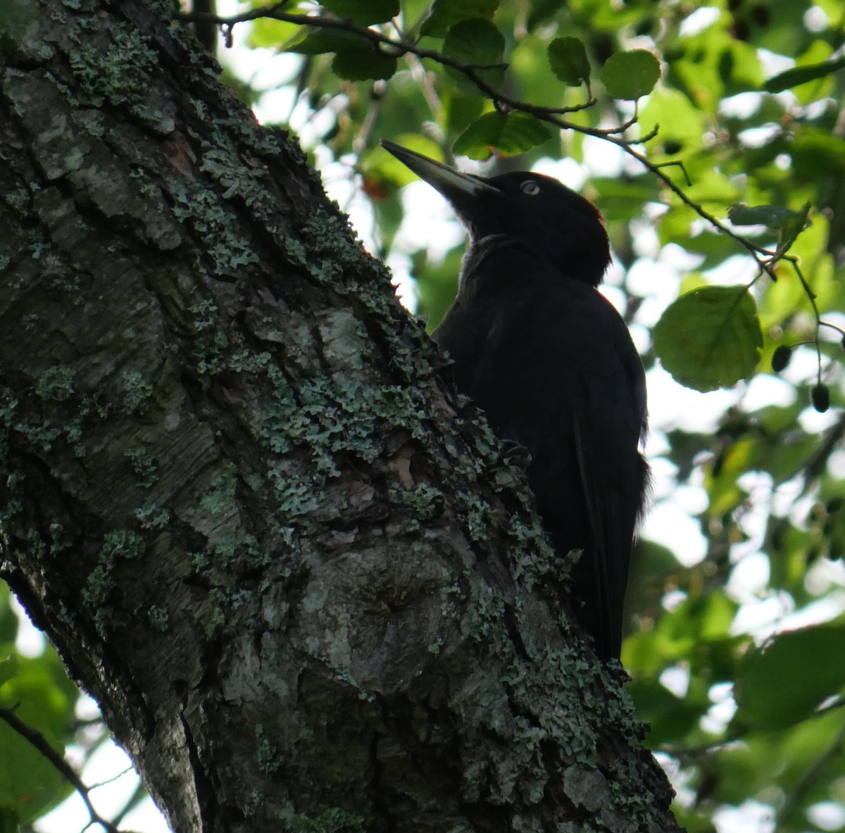 Black Woodpecker - ML641516467