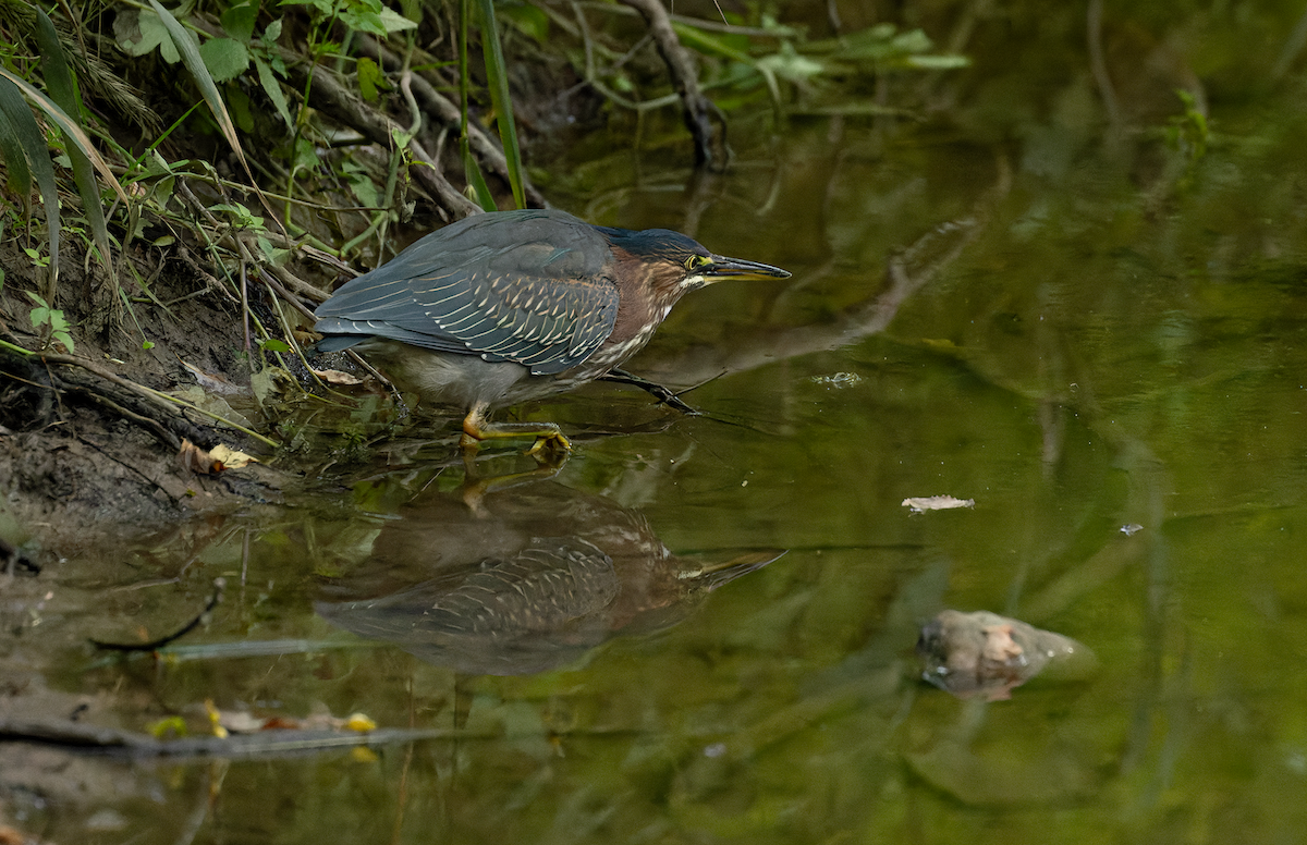Green Heron - ML641516523