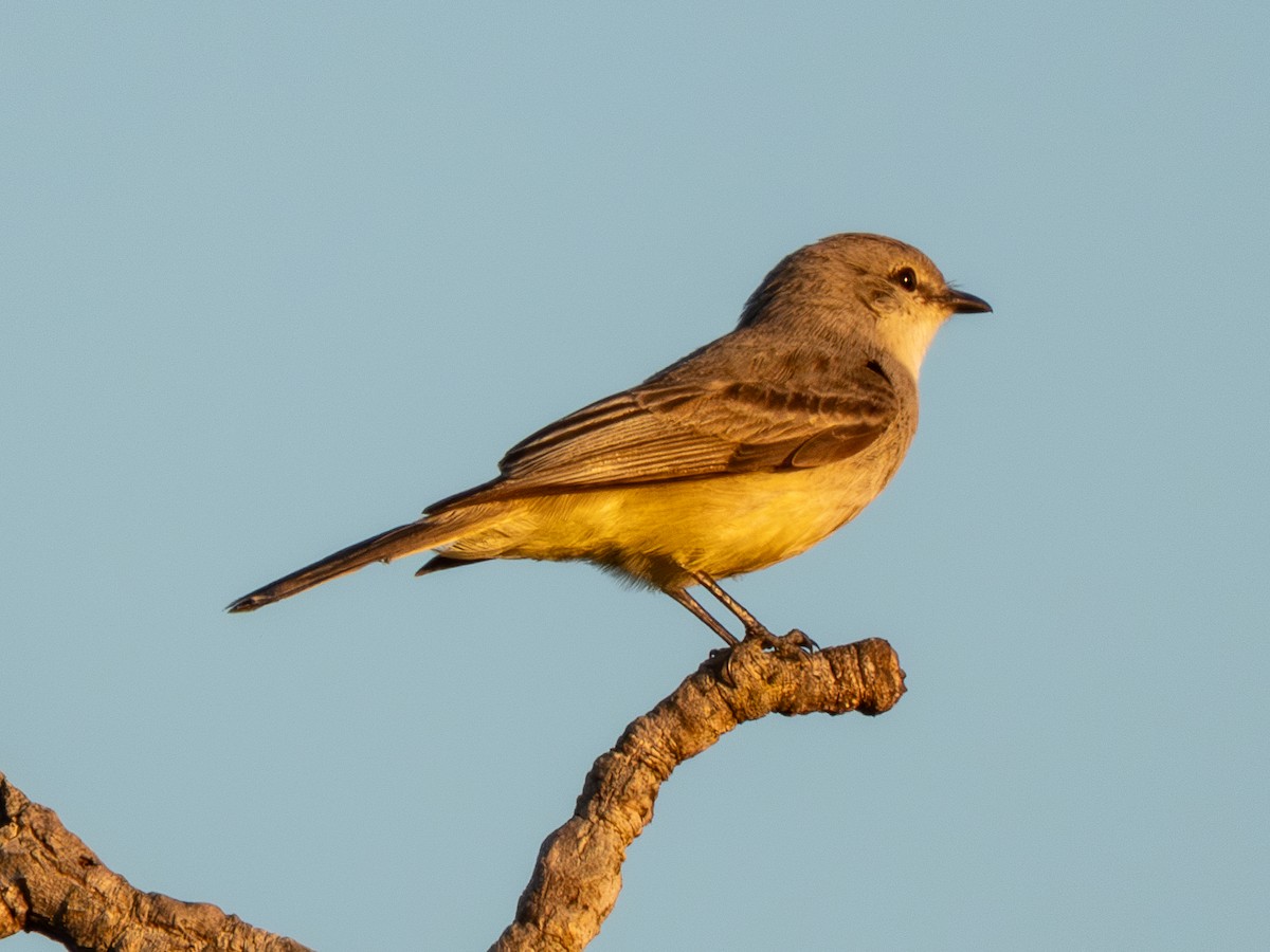 Çapada Tiranuleti - ML641516542