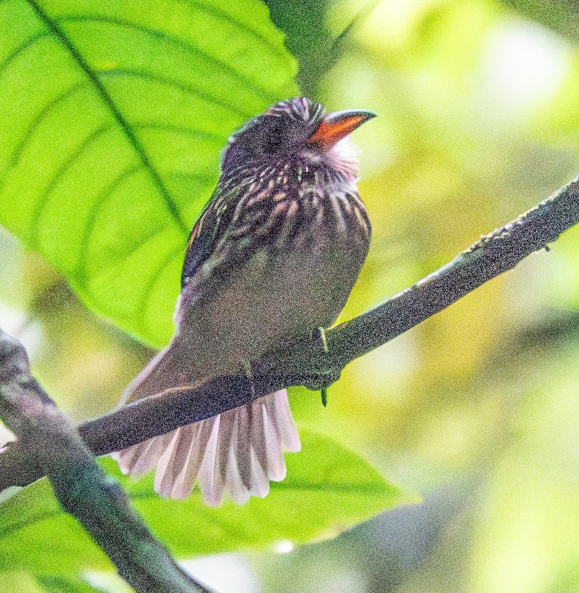 White-chested Puffbird - ML641516563