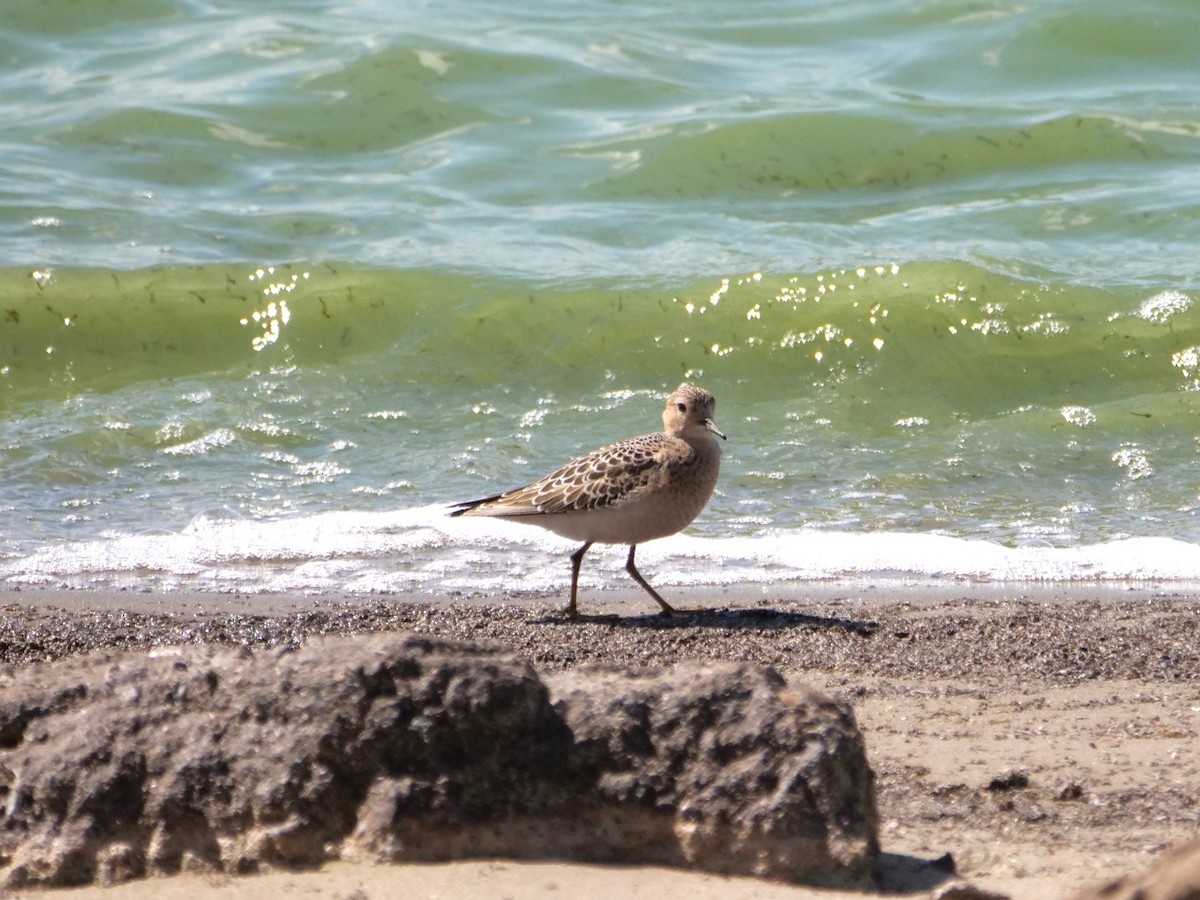 Buff-breasted Sandpiper - ML641516582