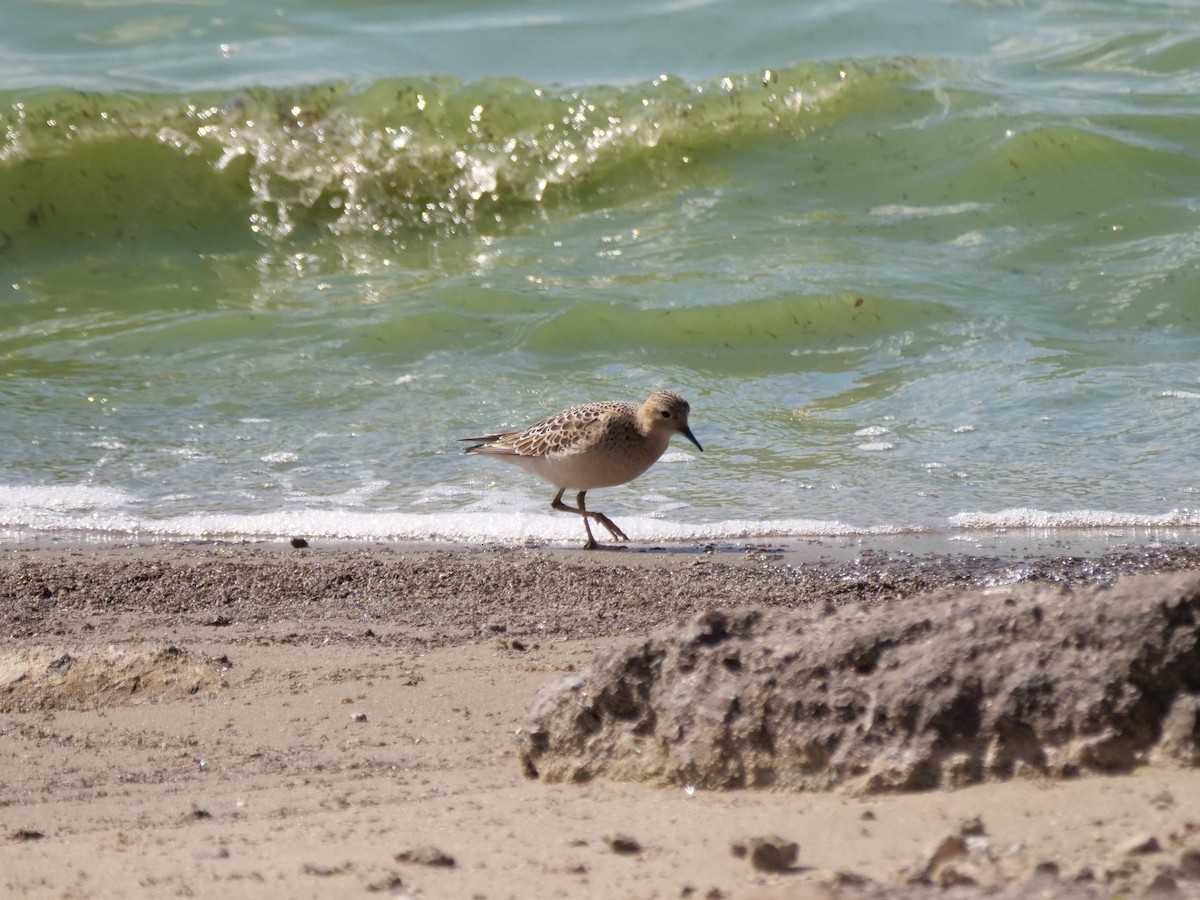 Buff-breasted Sandpiper - ML641516583