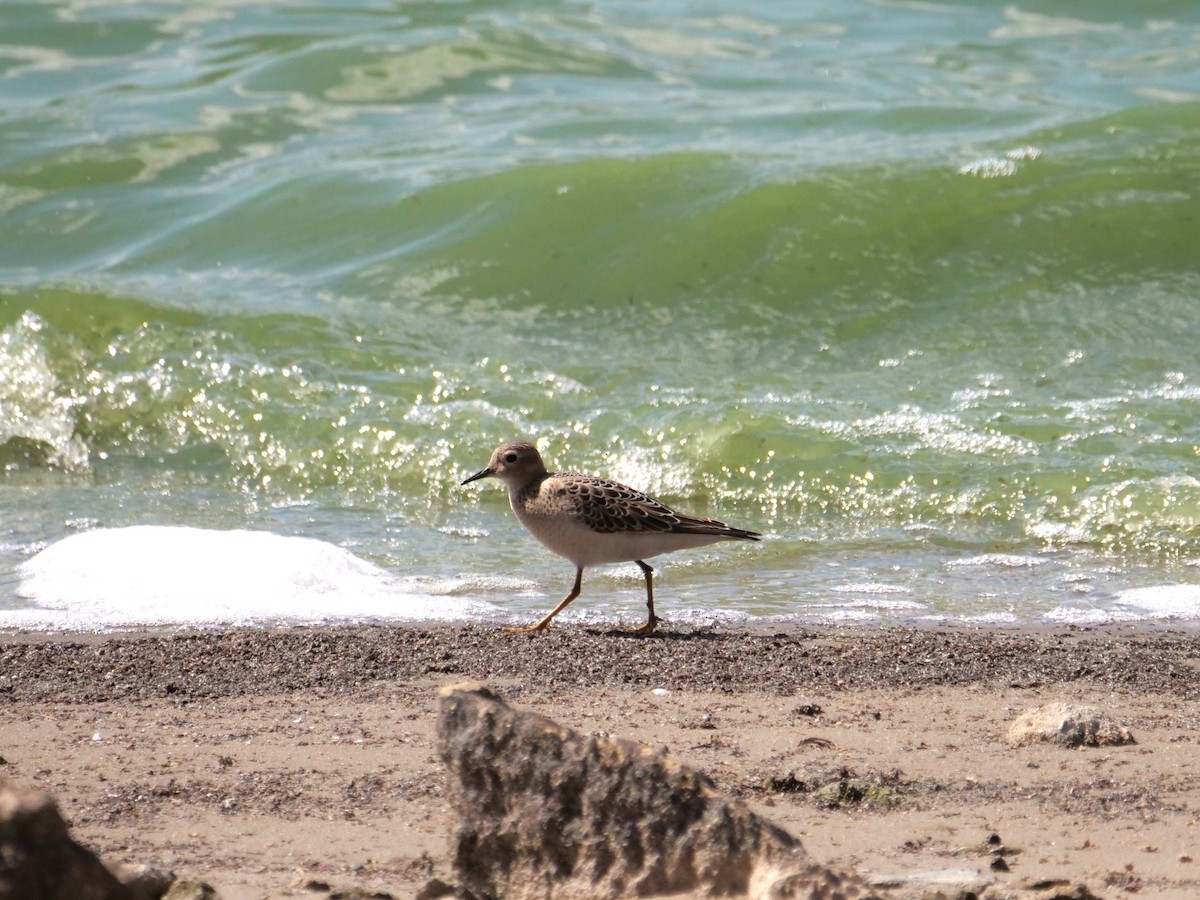 Buff-breasted Sandpiper - ML641516584