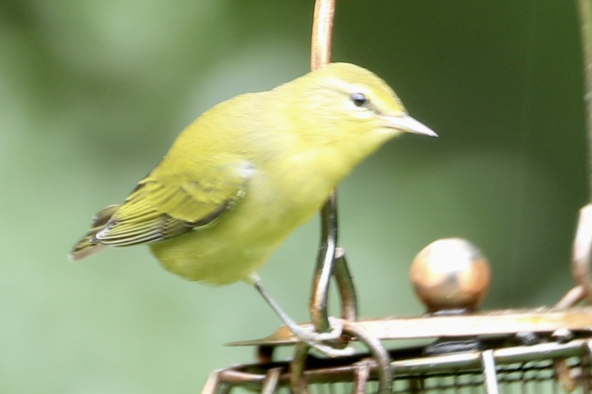 マミジロアメリカムシクイ - ML641516642