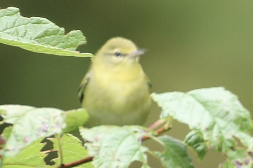 マミジロアメリカムシクイ - ML641516643