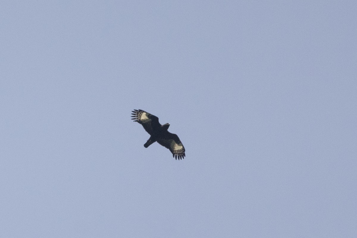 Long-crested Eagle - ML641516646
