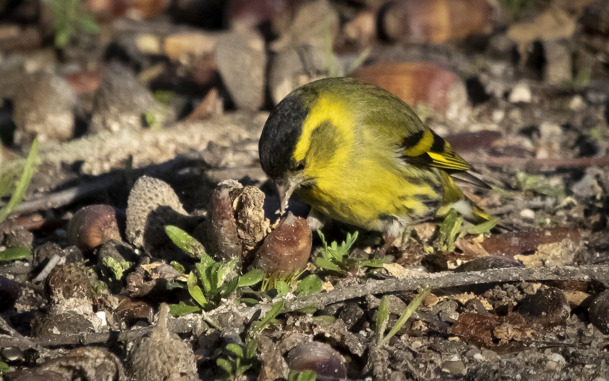 Eurasian Siskin - ML641516664