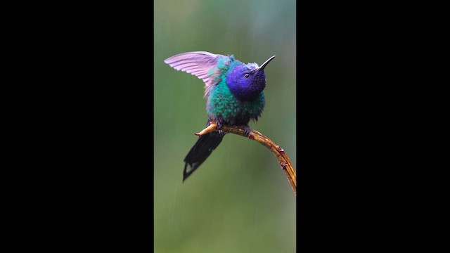 Swallow-tailed Hummingbird - ML641516667