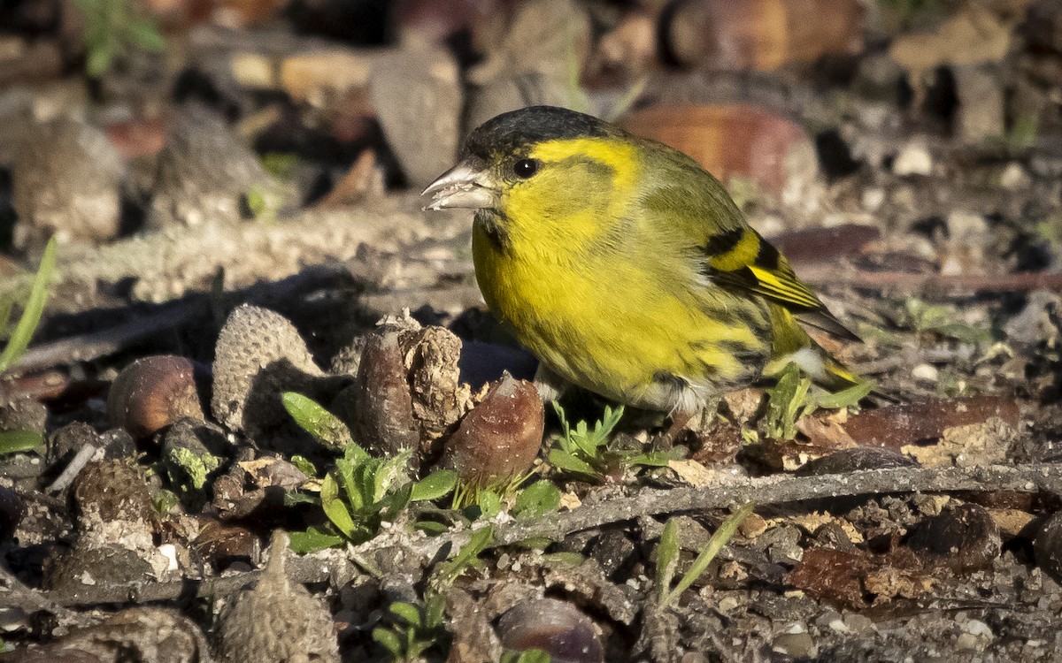 Eurasian Siskin - ML641516676