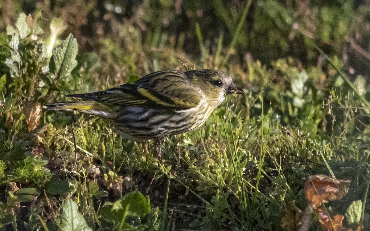 Eurasian Siskin - ML641516691