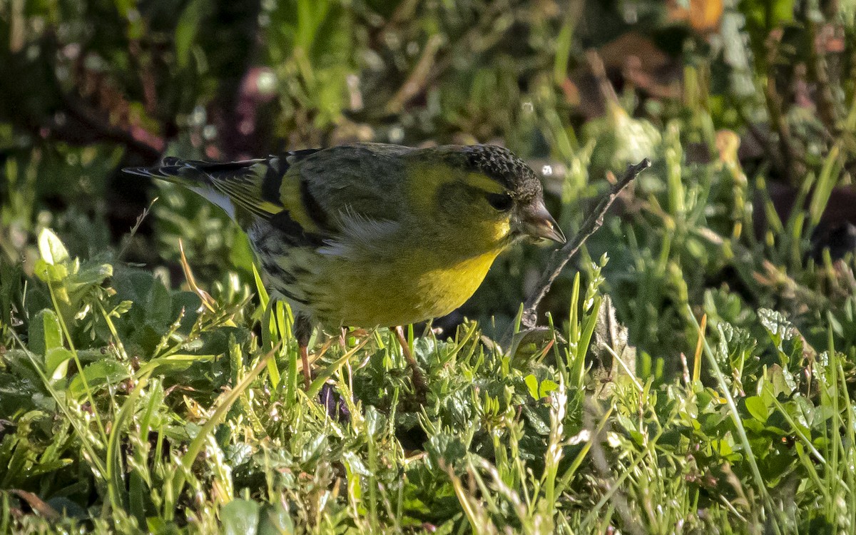 Eurasian Siskin - ML641516700