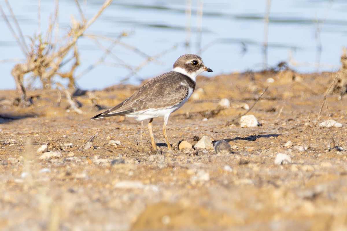 Semipalmated Plover - ML641516725