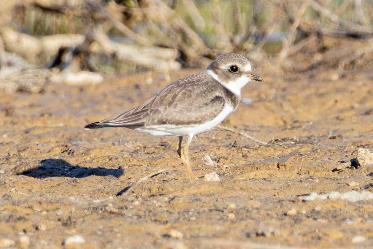 Semipalmated Plover - ML641516726