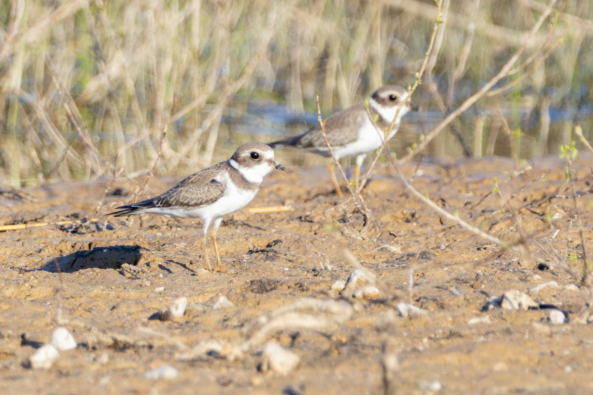 Semipalmated Plover - ML641516727