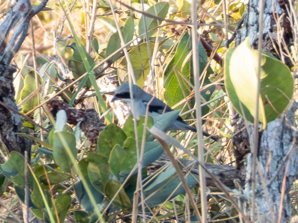 White-banded Tanager - ML641516728