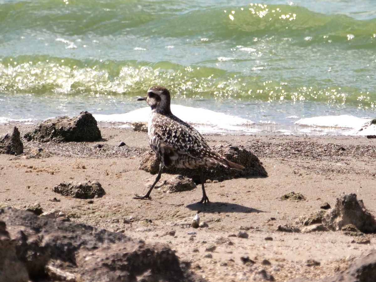 American Golden-Plover - ML641516743