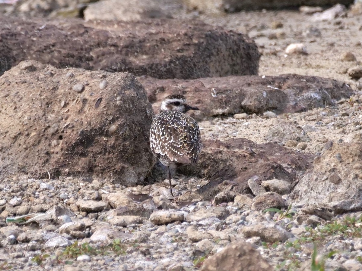 American Golden-Plover - ML641516744