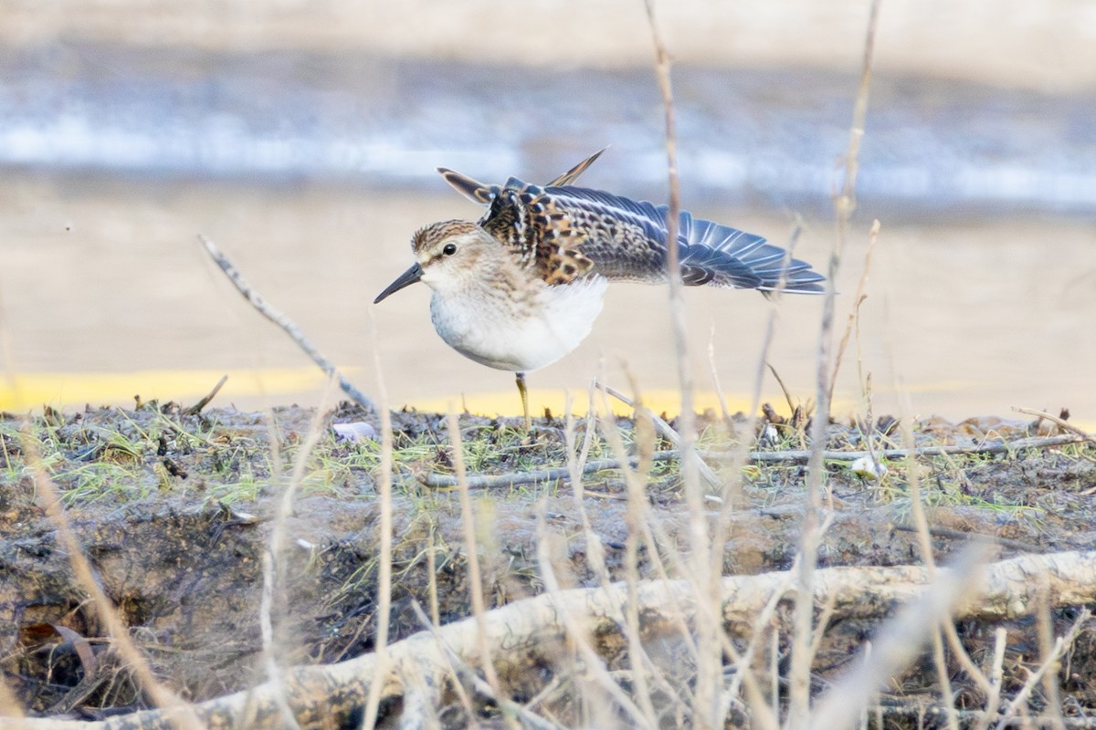 Least Sandpiper - ML641516746