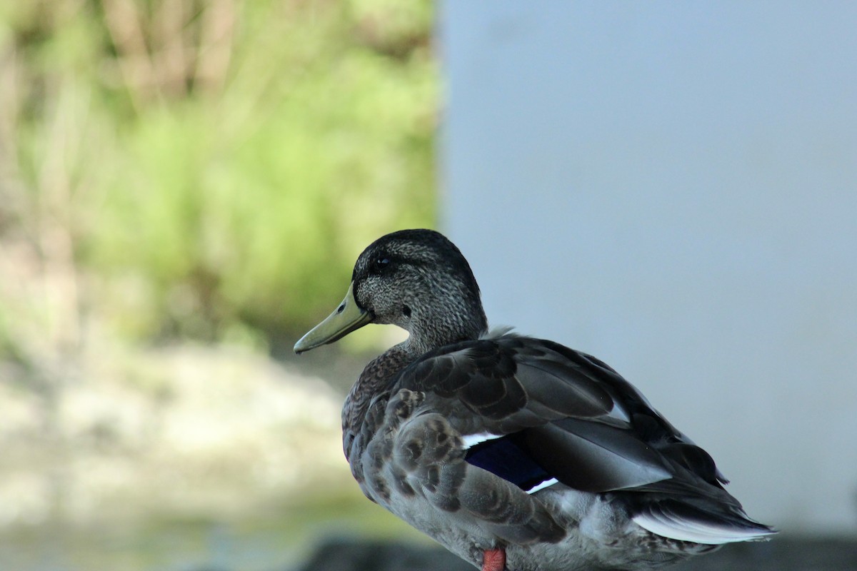 Mallard/American Black Duck - ML641516749