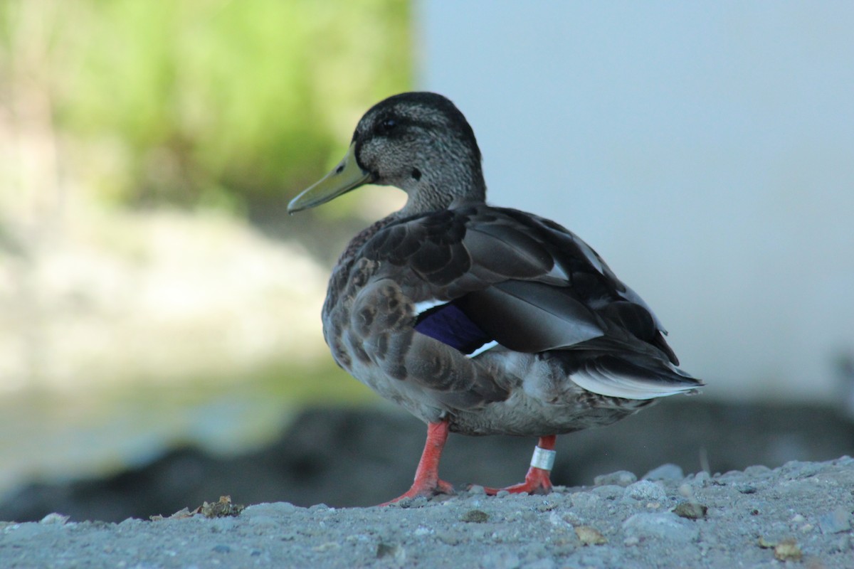 Mallard/American Black Duck - ML641516750