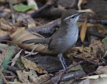 Bewick's Wren - ML641516756