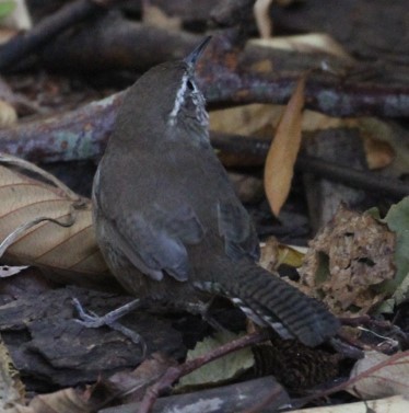 Bewick's Wren - ML641516765