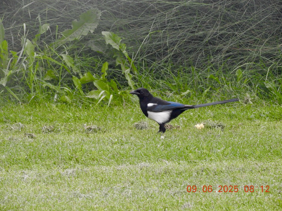 Black-billed Magpie - ML641516776