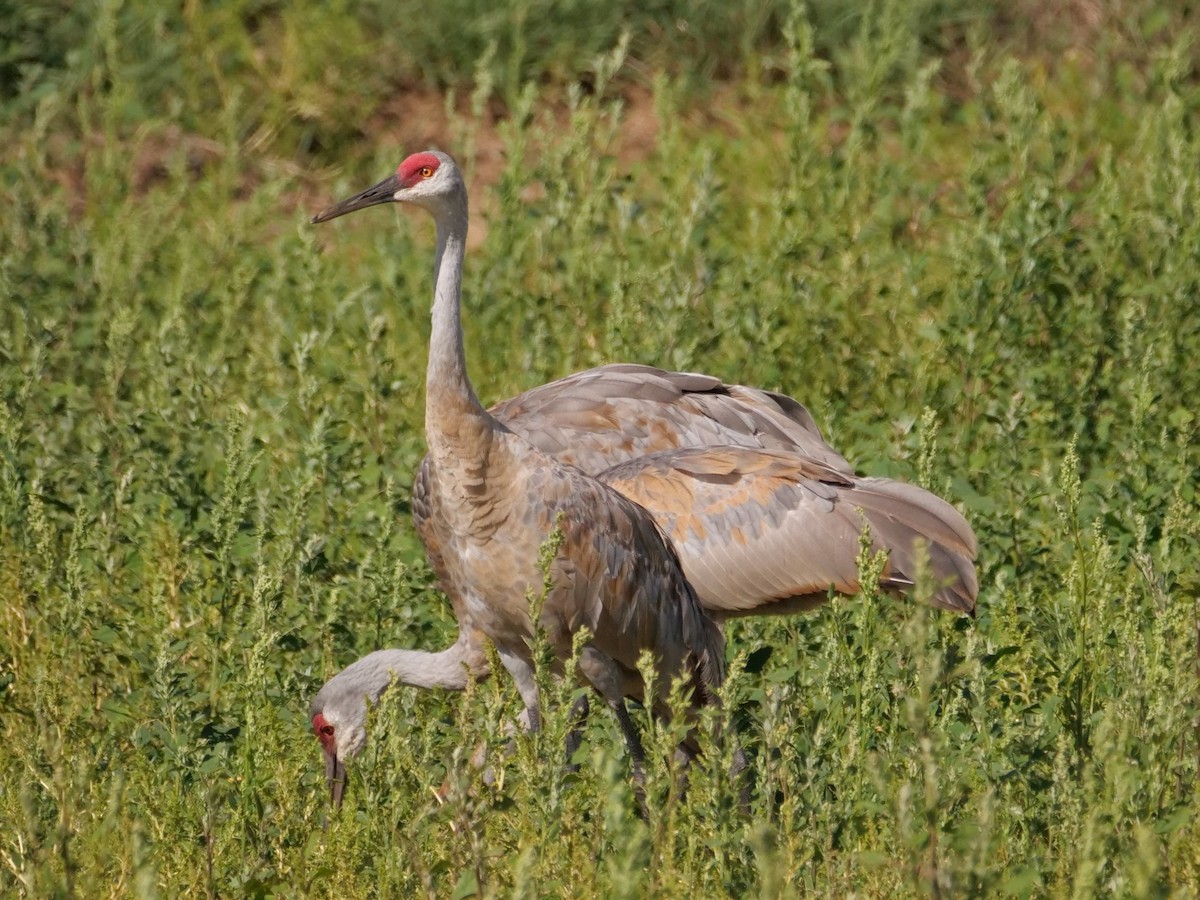 Sandhill Crane - ML641516777