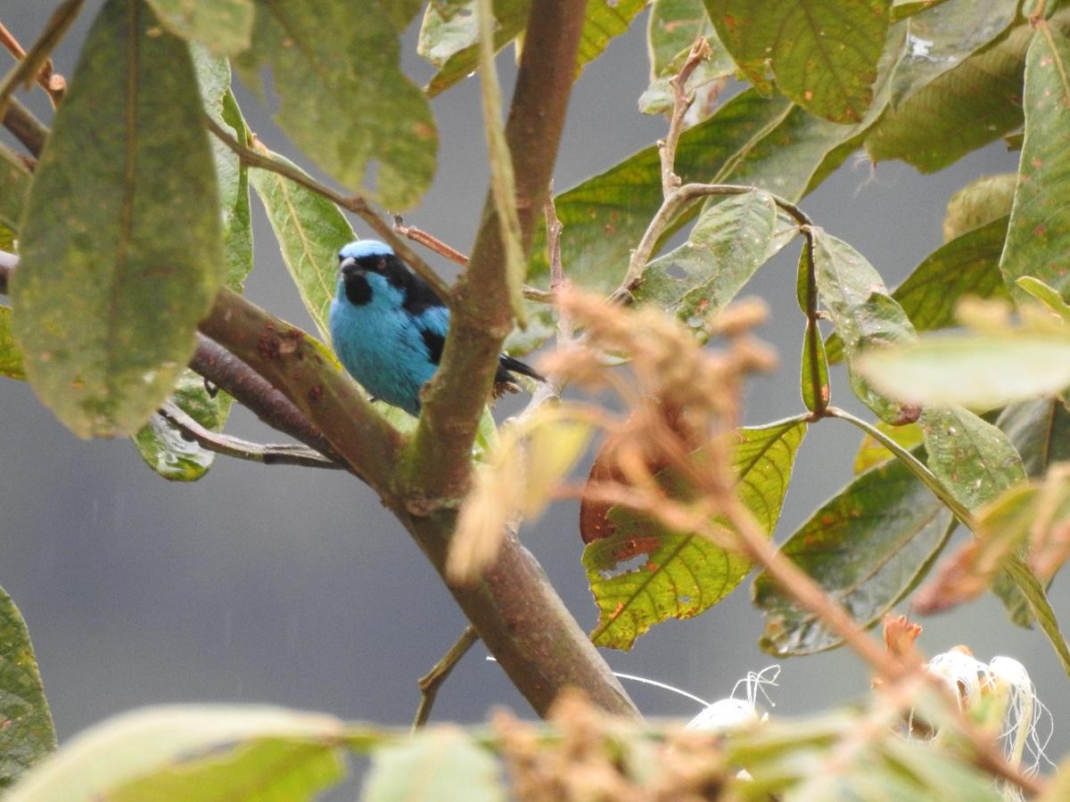 Turquoise Dacnis - ML641516816