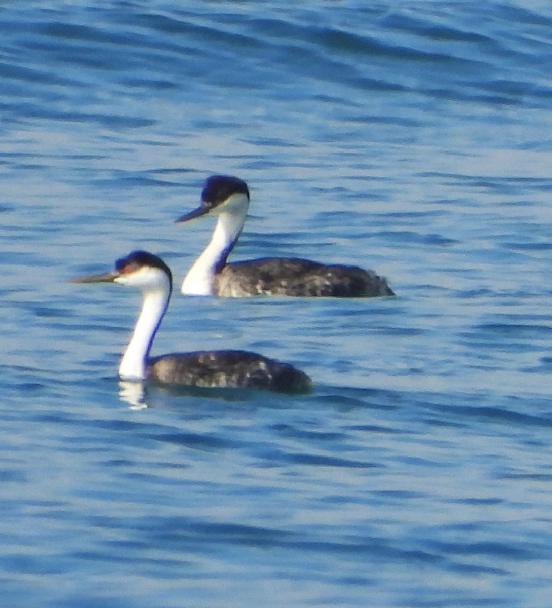 クビナガカイツブリ - ML641516818