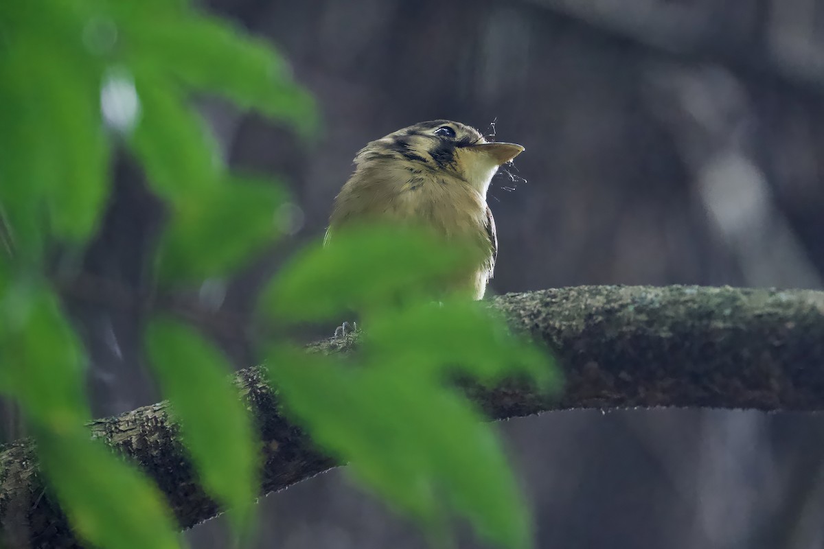 White-throated Spadebill - ML641516834