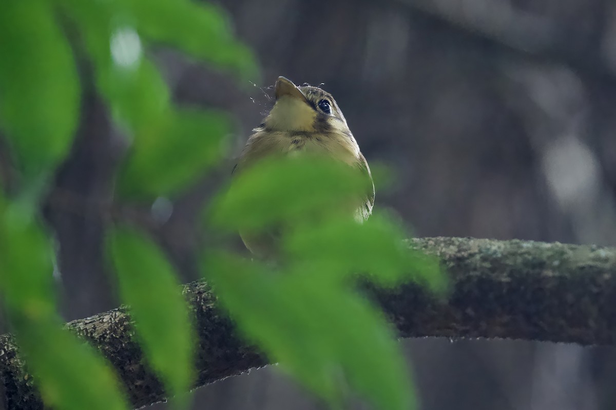 White-throated Spadebill - ML641516842