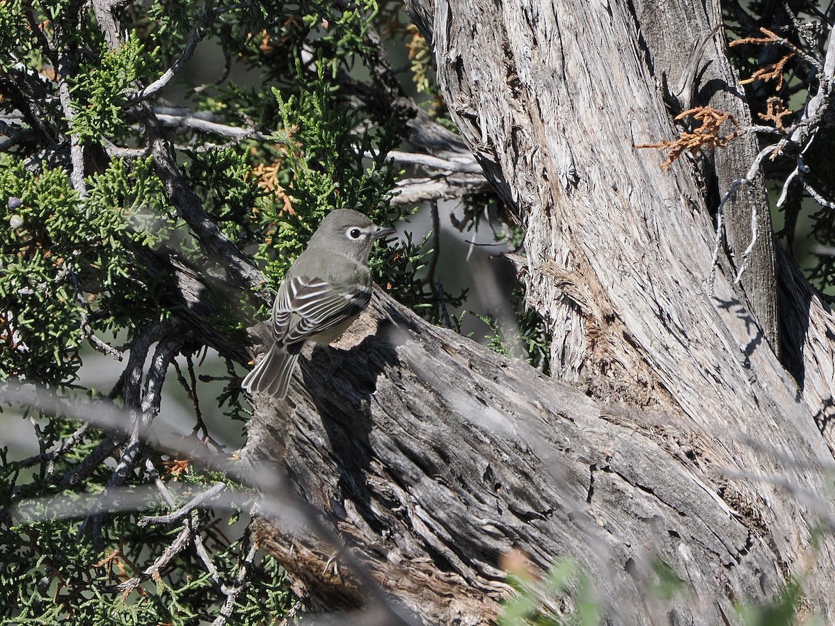 Plumbeous Vireo - ML641516886