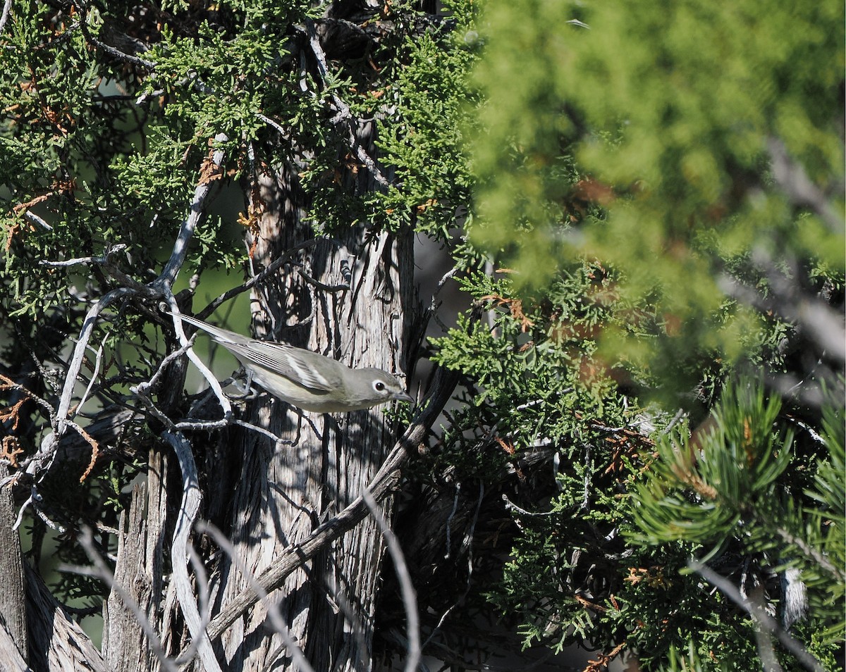 Plumbeous Vireo - ML641516887