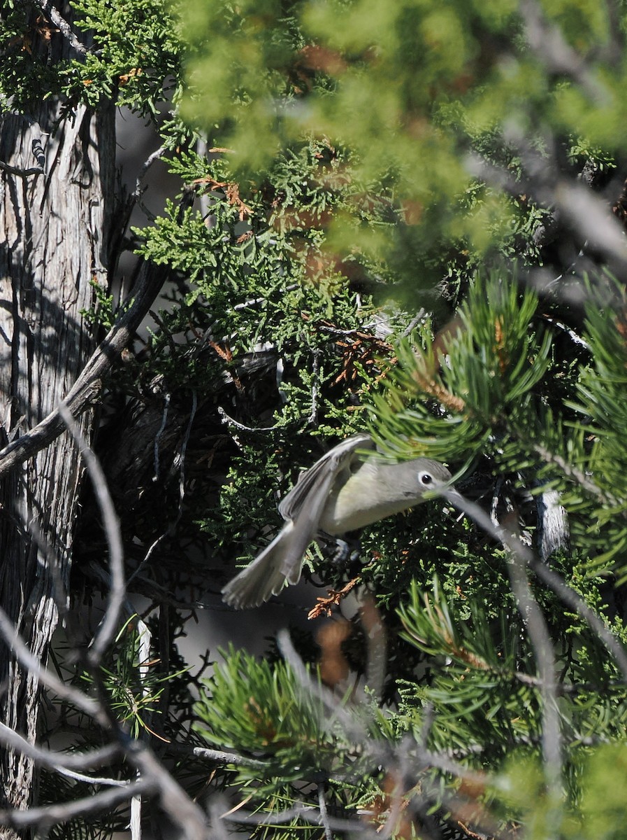Plumbeous Vireo - ML641516888