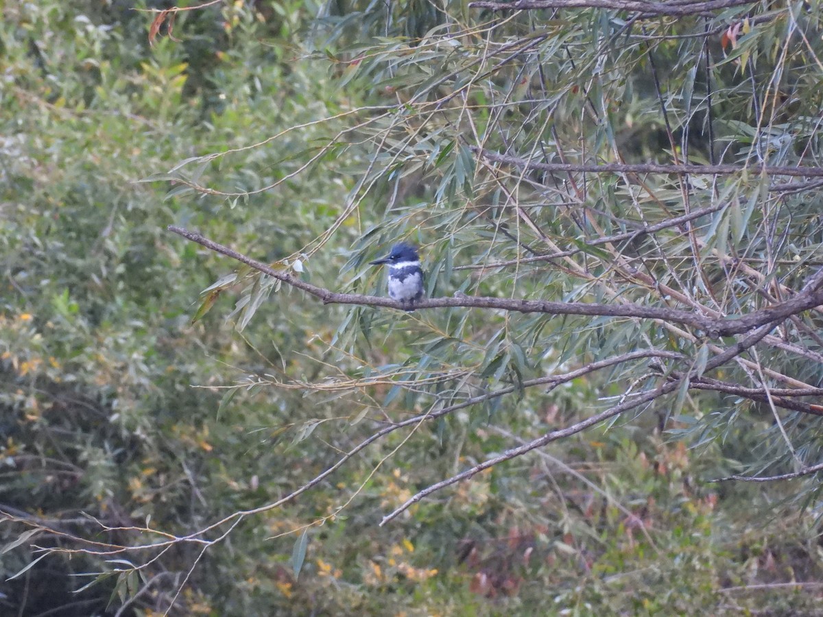 Belted Kingfisher - ML641516901