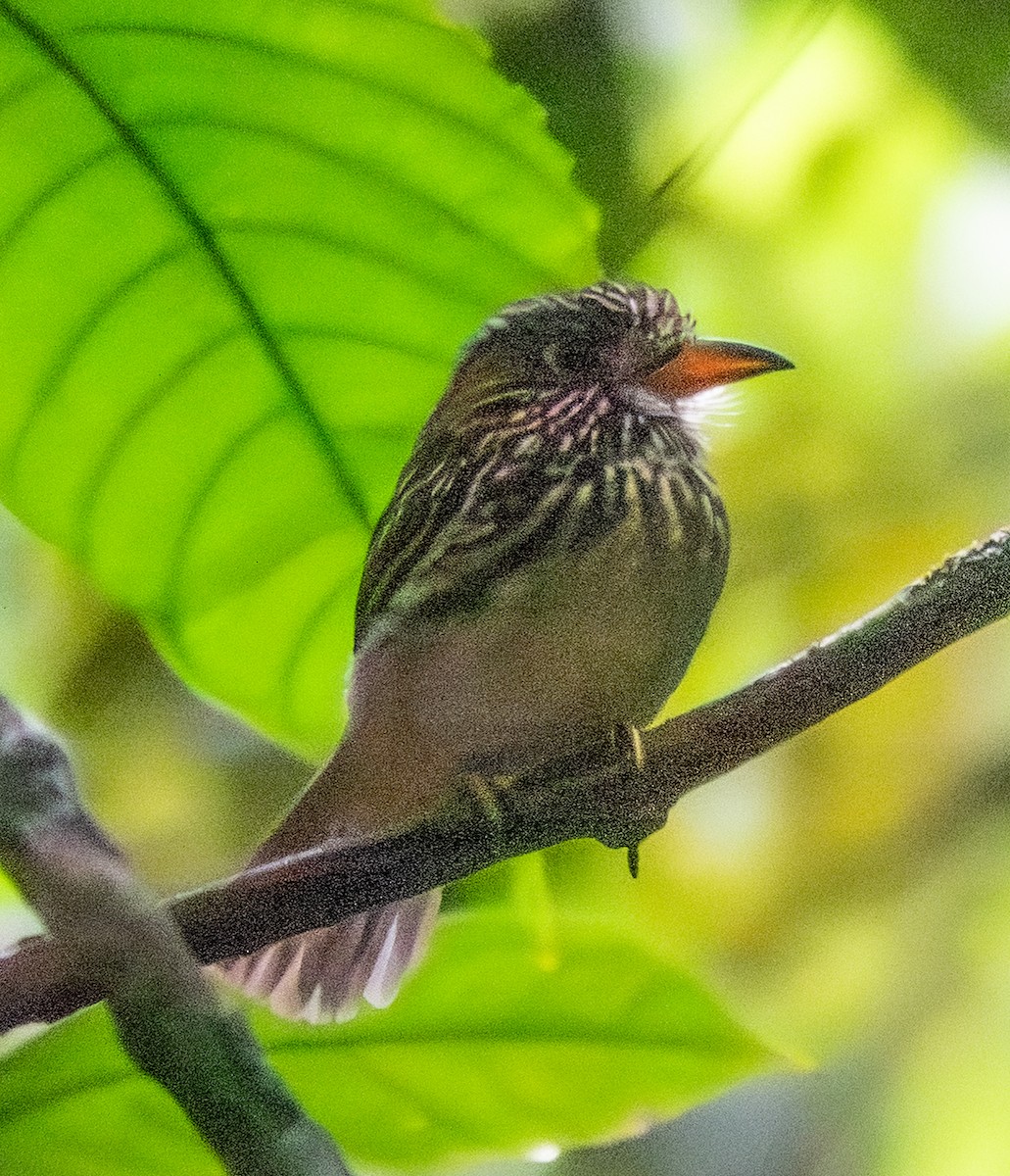 White-chested Puffbird - ML641516919